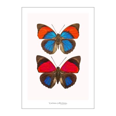 Poster Paar Schmetterlinge bunt