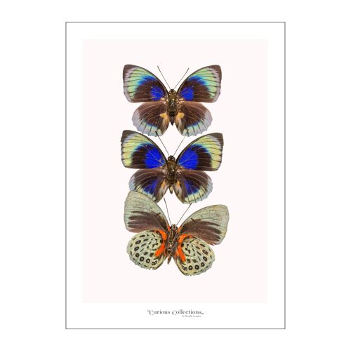 Poster Row of 3 Butterflies colorful