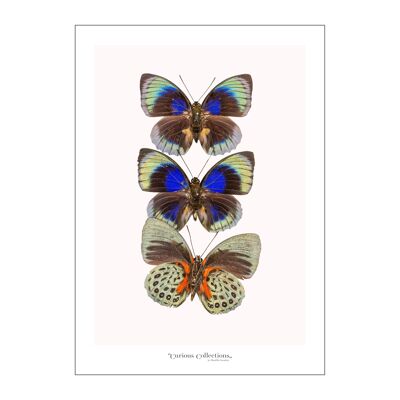 Póster Fila de 3 mariposas de colores