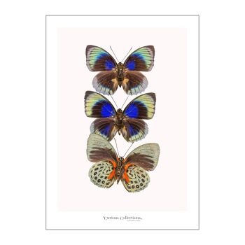 Poster Rangée de 3 papillons colorés