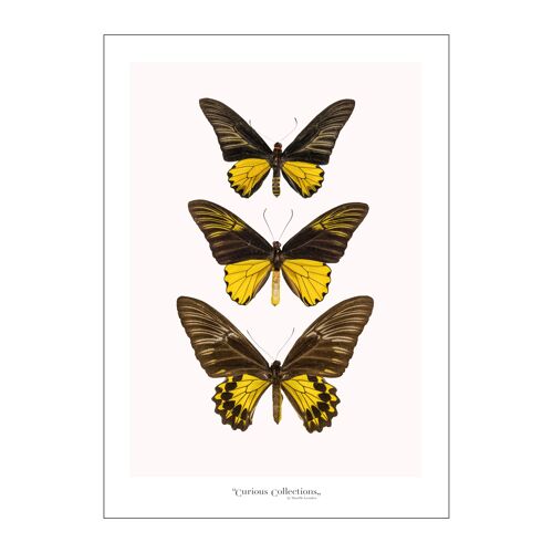 Poster 2 Row of 3 Butterflies yellow