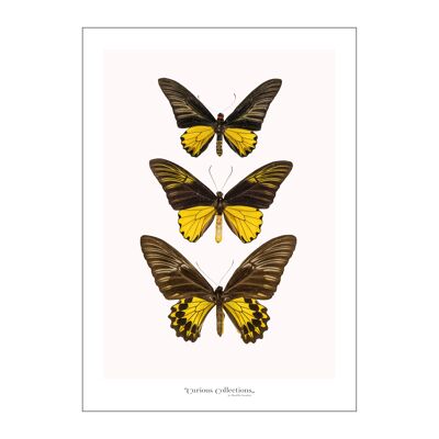 Póster 2 hileras de 3 mariposas amarillo