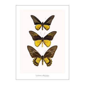 Poster 2 rangées de 3 papillons jaune