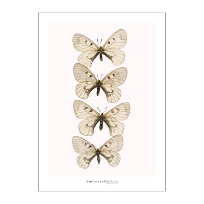 Plakatreihe von 4 Schmetterlingen