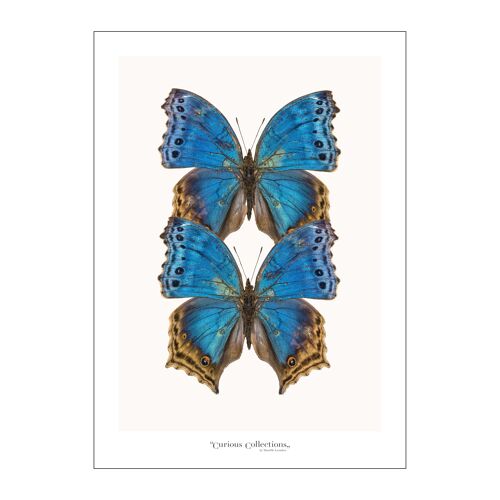 Poster Pair of Butterflies blue
