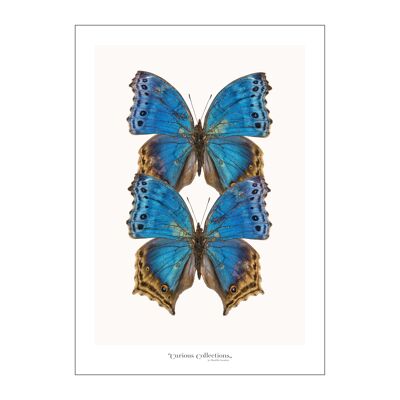 Poster Paire de papillons bleu