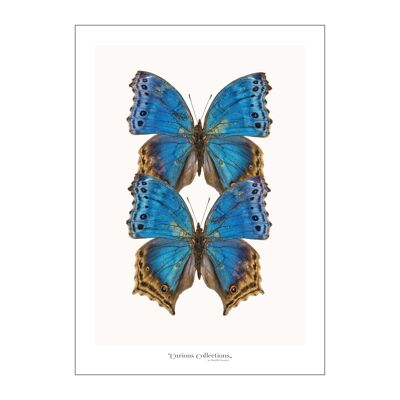 Poster Pair of Butterflies blue