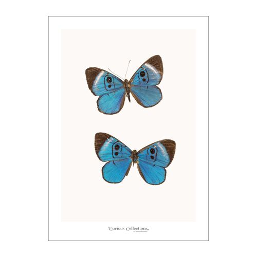 Poster Pair of Butterflies blue 02