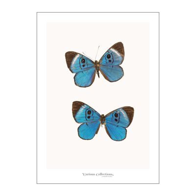 Poster Paar Schmetterlinge blau 02