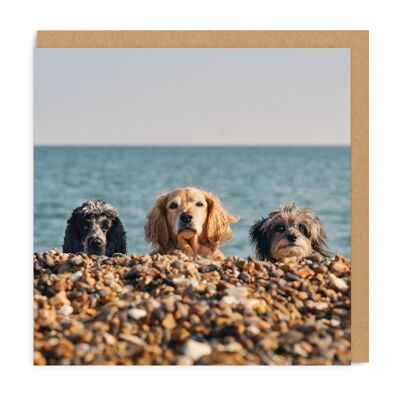 Three Beach Dogs , SAY-GC-4849-SQ