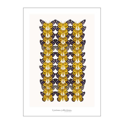 Affiche Collection Papillons jaune