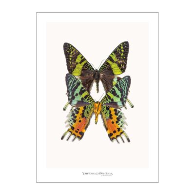 Poster Paire de papillons colorés 02