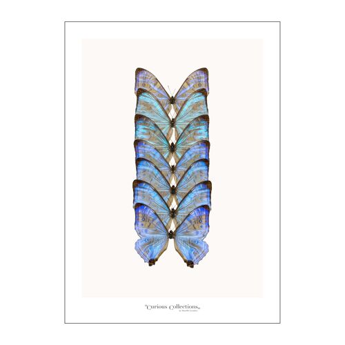 Poster Row of  Butterflies blue