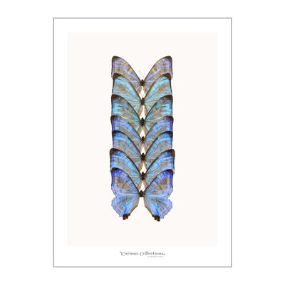 Póster Fila de mariposas azul