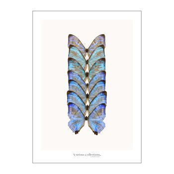 Poster Rangée de papillons bleu