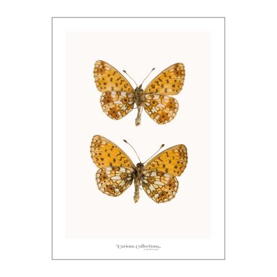 Póster Pareja de mariposas amarillo
