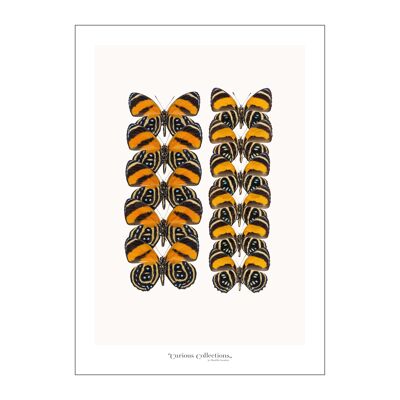 Poster 2 Schmetterlingsreihen