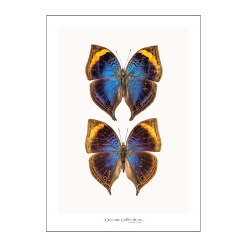 Poster Pair of Butterflies colorful 03