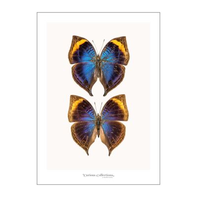 Poster Coppia di Farfalle colorate 03