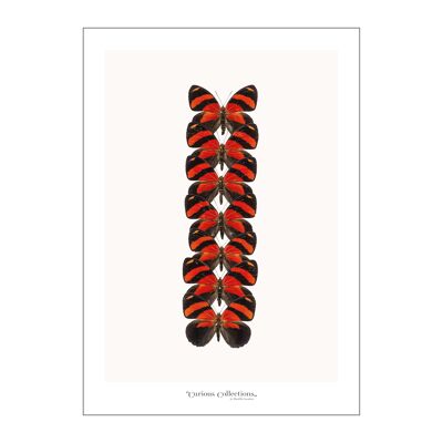 Poster Fila di Farfalle rosso