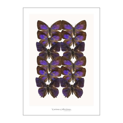Poster 2 Reihen von Schmetterlingen lila