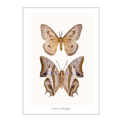 Poster Moths 06