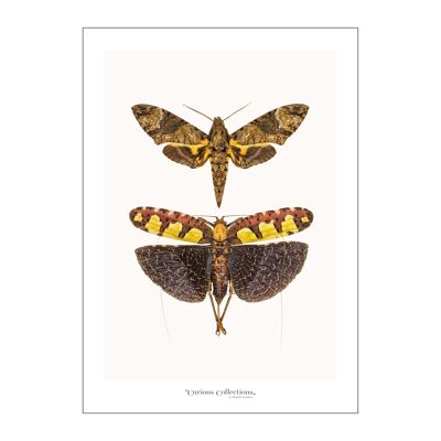 Poster Papillon et scarabée