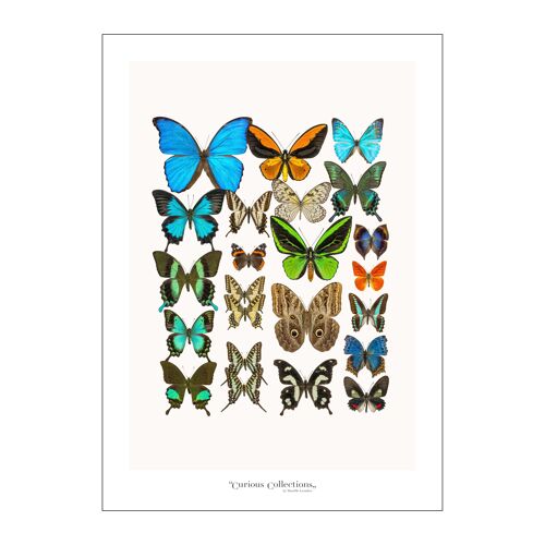 Poster 2 Collection Butterflies 04
