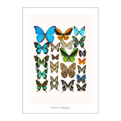 Póster 2 Colección Mariposas 04