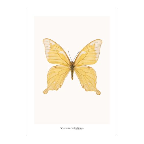 Poster Butterfly