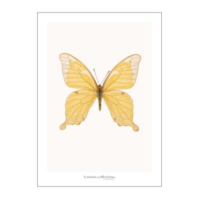 Plakat Schmetterling