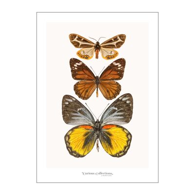 Poster Rangée de 3 papillons jaune