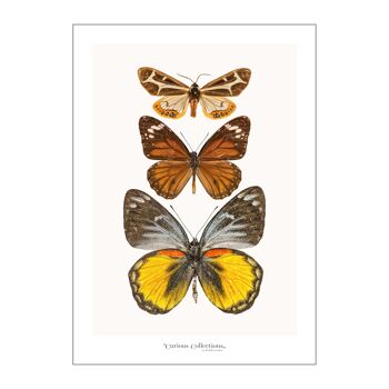 Poster Rangée de 3 papillons jaune
