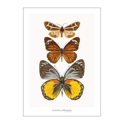 Poster Row of 3 Butterflies yellow