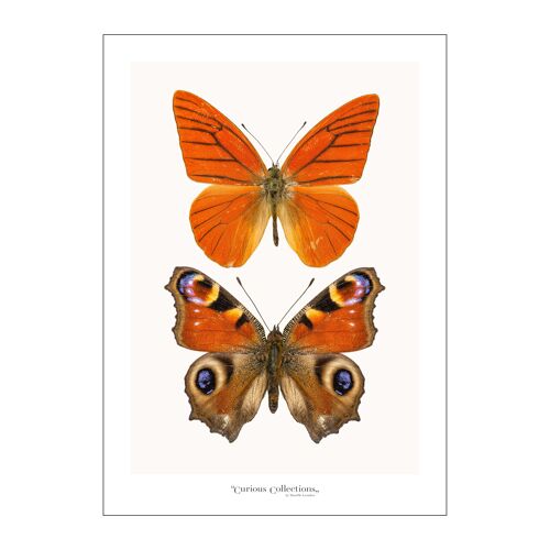 Poster Pair of Butterflies orange