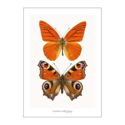 Póster Par de mariposas naranja