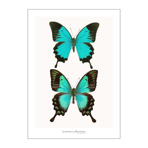 Poster Pair of 2 Butterflies blue
