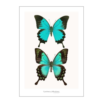 Póster Pareja de 2 mariposas azul