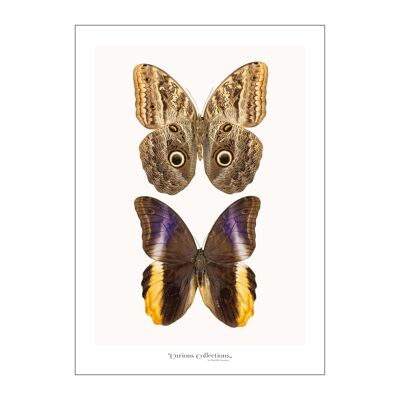Poster Paire de 2 Papillons 02