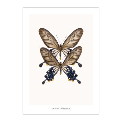 Poster Paar von 2 Schmetterlingen 03