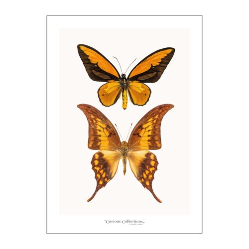 Poster Pair of 2 Butterflies yellow 02