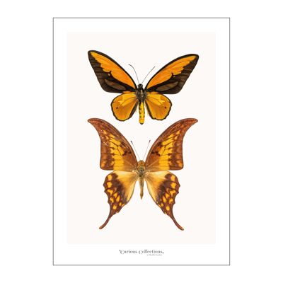 Póster Pareja de 2 mariposas amarillo 02