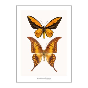Poster Paire de 2 Papillons jaune 02