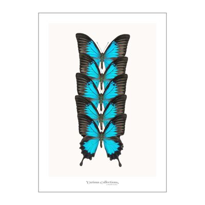 Poster Fila di farfalle blu 02 blue