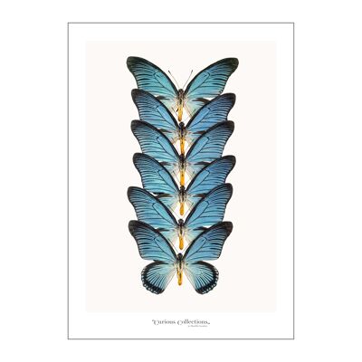 Póster Fila de mariposas azul 03