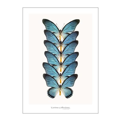 Poster Row of  Butterflies blue 03