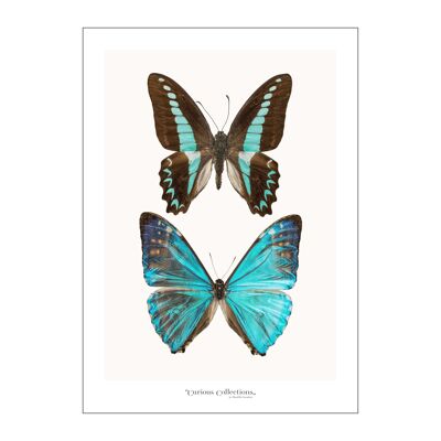 Poster Paar 2 Schmetterlinge blau 02