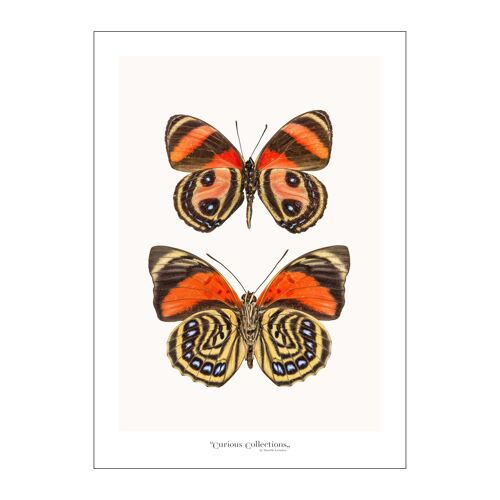 Poster Row of  Butterflies orange 02