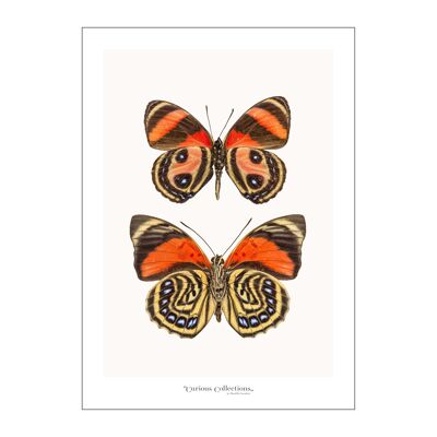 Poster Row of  Butterflies orange 02