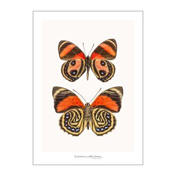 Poster Rangée de papillons orange 02